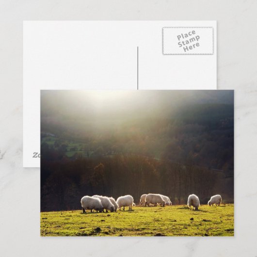 Baskenschaf Postkarte (Vorne/Hinten)