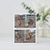 Basketball MVP Hoop Jokes Postkarte (Stehend Vorderseite)