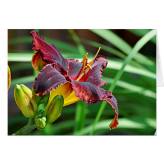 Basking Day Lily