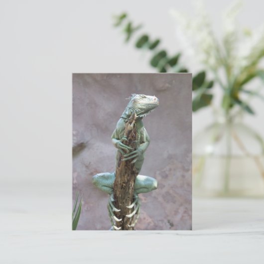Basking Iguana Postcard Postkarte (Stehend Vorderseite)