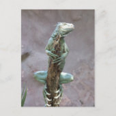 Basking Iguana Postcard Postkarte (Vorderseite)