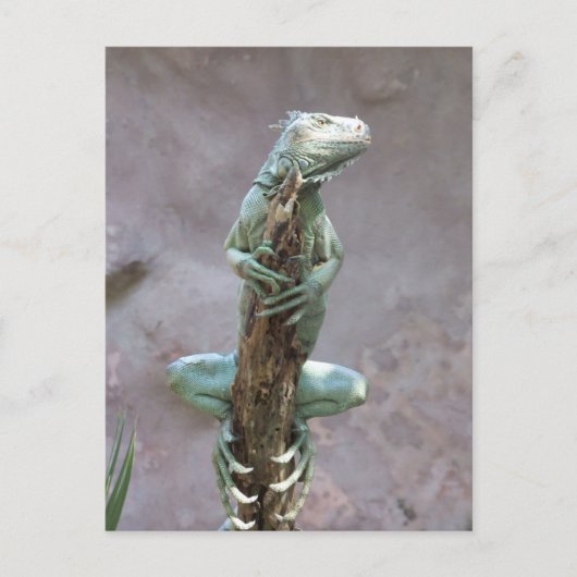 Basking Iguana Postcard Postkarte (Vorderseite)