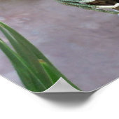 Basking Iguana Poster (Ecke)