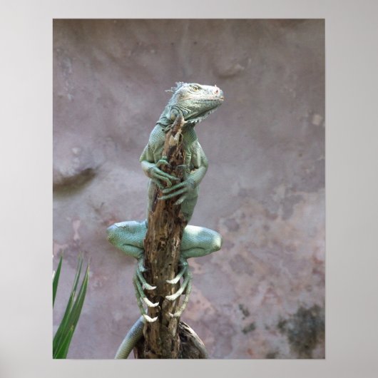 Basking Iguana Poster (Vorne)