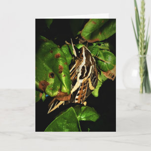"Basking Moth" erhält Well Card Karte