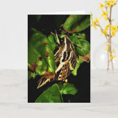 "Basking Moth" erhält Well Card Karte (Gelbe Blume)