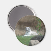 Basking White Tiger Magnet (Vorderseite/Rückseite)