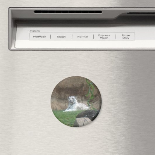 Basking White Tiger Magnet (In Situ (Geschirrspüler))