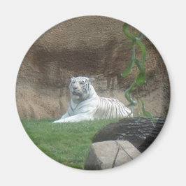 Basking White Tiger Magnet