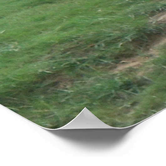 Basking White Tiger Poster (Ecke)