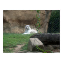 Basking White Tiger