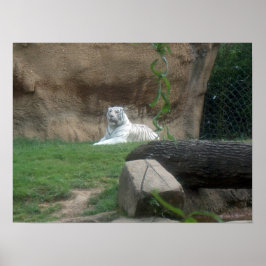 Basking White Tiger Poster