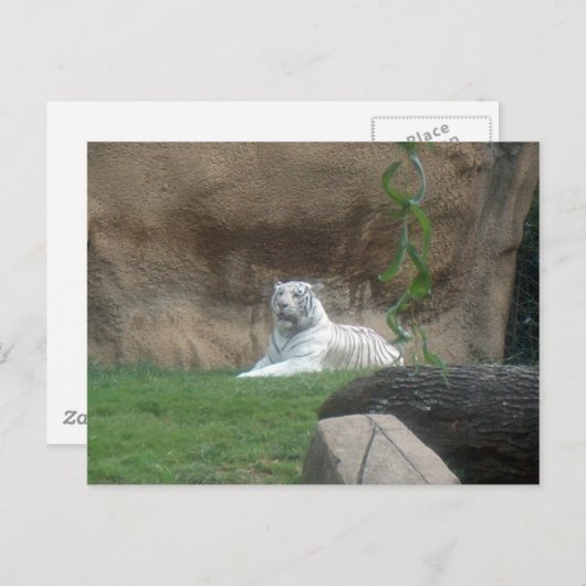 Basking White Tiger Postkarte (Vorne/Hinten)
