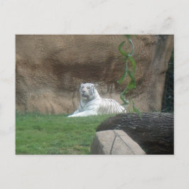 Basking White Tiger Postkarte