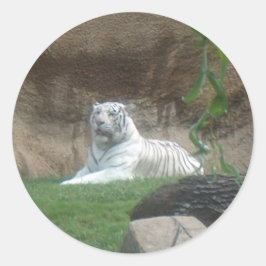 Basking White Tiger Runder Aufkleber