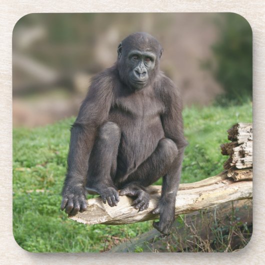 Basoko der junge Gorilla sitzt auf einem Log Getränkeuntersetzer (Vorderseite)