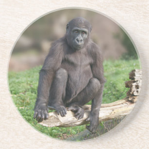 Basoko der junge Gorilla sitzt auf einem Log Getränkeuntersetzer