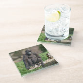 Basoko der junge Gorilla sitzt auf einem Log Glasuntersetzer (Schrägansicht)
