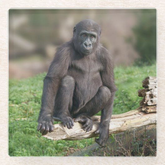 Basoko der junge Gorilla sitzt auf einem Log Glasuntersetzer (Vorderseite)