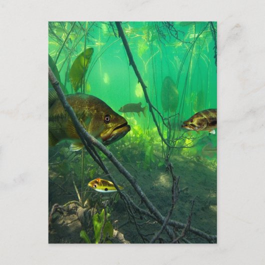 Bass Postkarte (Vorderseite)