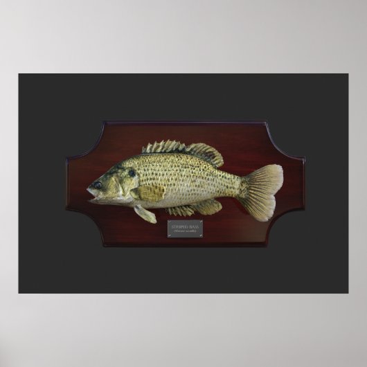 Bass Trophy Plaque Poster (Vorne)