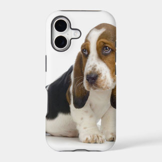 Basset Hound