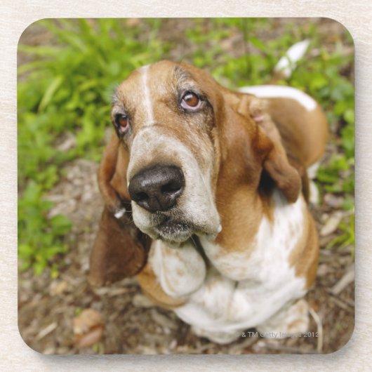 Basset Hound 2 Getränkeuntersetzer (Vorderseite)