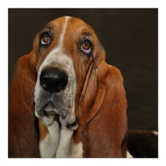 Basset Hound 2 Poster (Vorderseite)