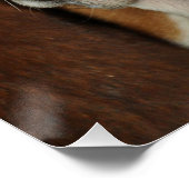 Basset Hound 2 Poster (Ecke)
