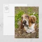 Basset Hound 2 Postkarte (Vorne/Hinten)