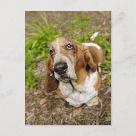 Basset Hound 2 Postkarte (Vorderseite)
