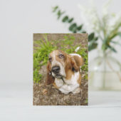 Basset Hound 2 Postkarte (Stehend Vorderseite)