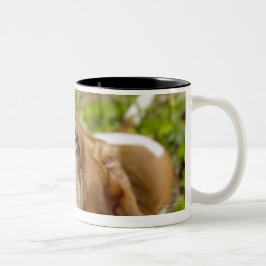 Basset Hound 2 Zweifarbige Tasse (Rechts)