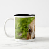 Basset Hound 2 Zweifarbige Tasse (Links)