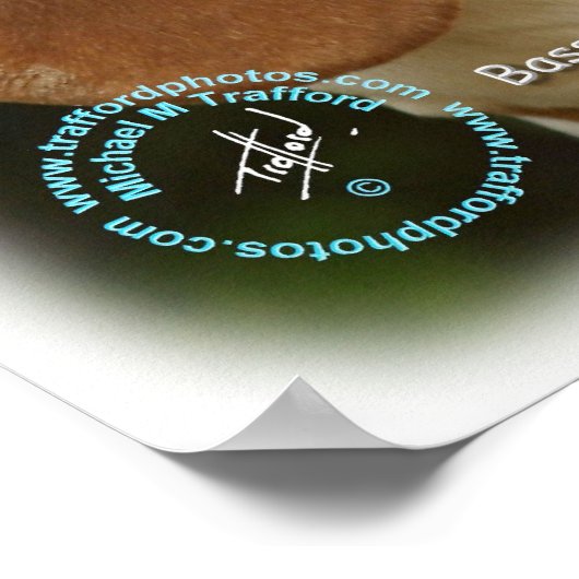 Basset Hound 9L9D-22_2 Poster (Ecke)