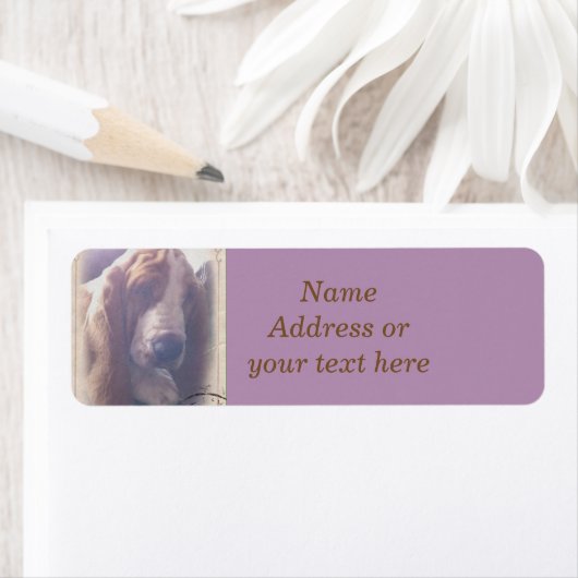 Basset-Hound-Adresse (Insitu)