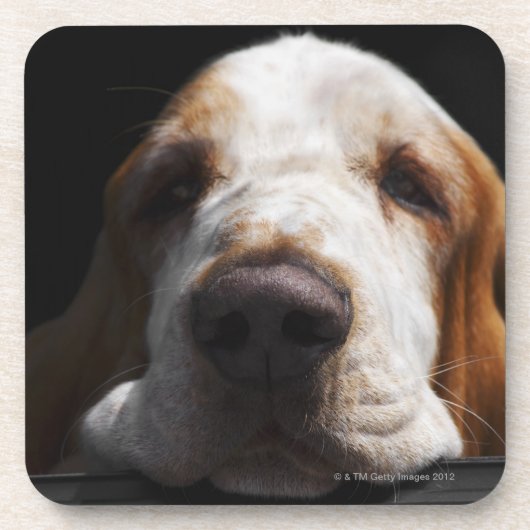 Basset Hound, das seinen Kopf stillsteht Getränkeuntersetzer (Vorderseite)
