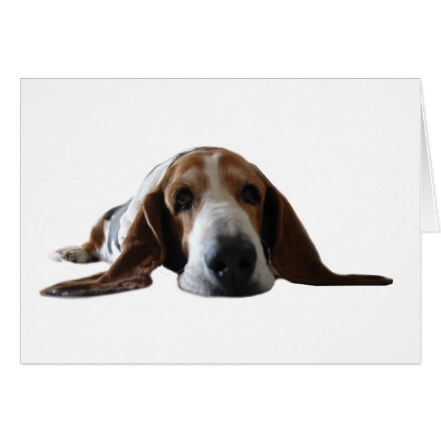 Basset Hound, das sich hinlegt (Vorderseite (Horizontal))
