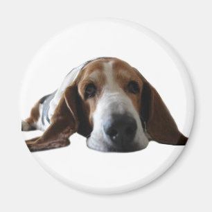 Basset Hound, das sich hinlegt Magnet