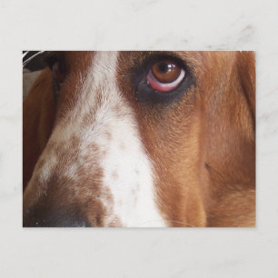Basset Hound Dog Postkarte