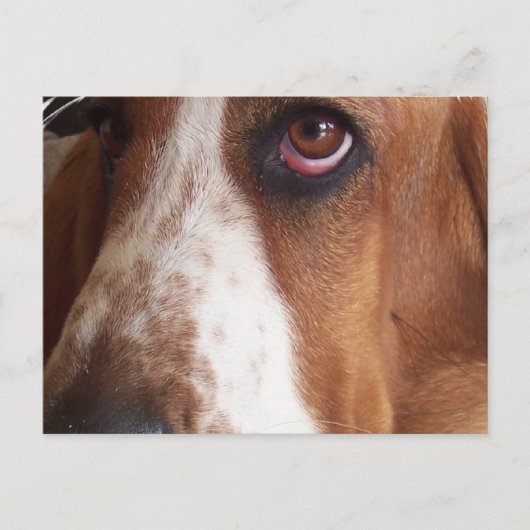 Basset Hound Dog Postkarte (Vorderseite)