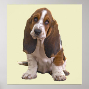 Basset Hound-Druck Poster