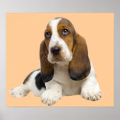 Basset Hound Fabulous Face Print Poster (Vorne)