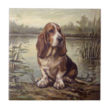 Basset Hound