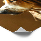 Basset Hound Foto drucken Poster (Ecke)