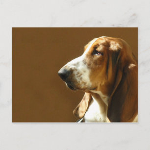 Basset Hound Foto Postkarte