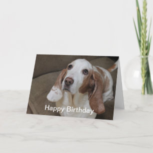 Basset Hound Geburtstagskarte Karte