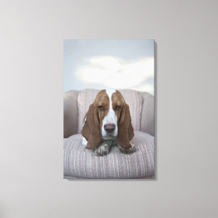 Basset Hound Leinwanddruck
