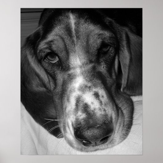 Basset Hound Poster (Vorne)
