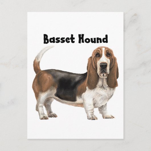 Basset Hound Postkarte (Vorderseite)